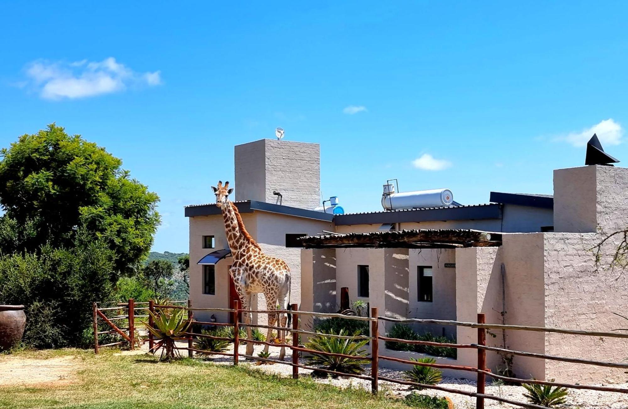 Graceland Eco Retreat Magoebaskloof Ngoại thất bức ảnh