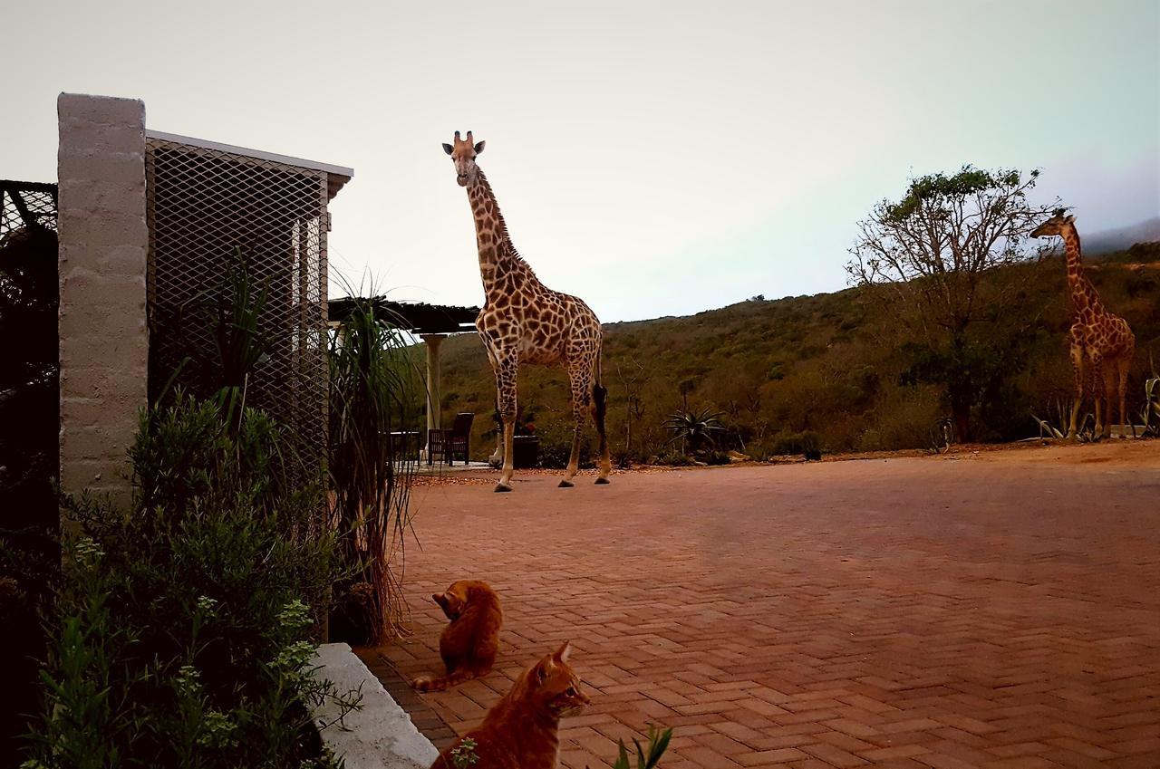 Graceland Eco Retreat Magoebaskloof Ngoại thất bức ảnh