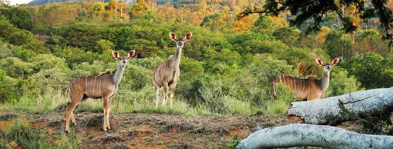 Graceland Eco Retreat Magoebaskloof Ngoại thất bức ảnh