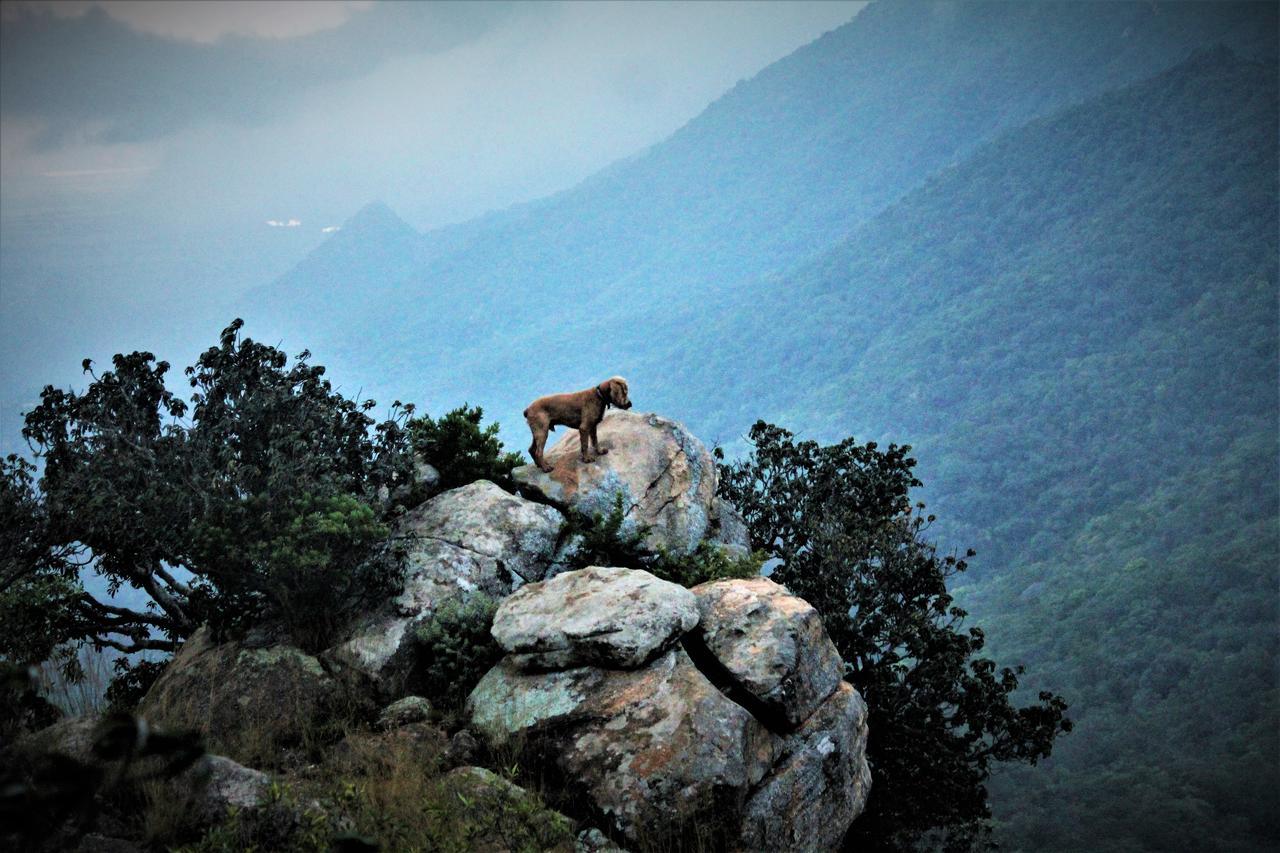 Graceland Eco Retreat Magoebaskloof Ngoại thất bức ảnh